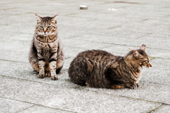 猫撮り散歩519
