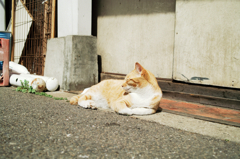猫撮り散歩743