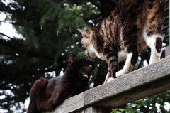 猫撮り散歩SZS-03 "Garden cats of One day"