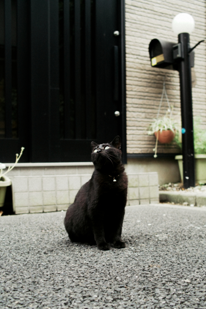 猫撮り散歩1252