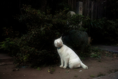 猫撮り散歩1483