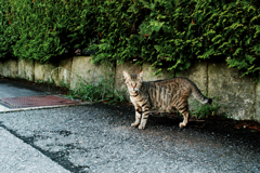 猫撮り散歩1293