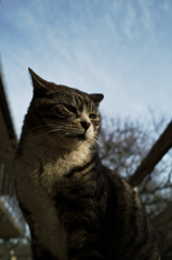 猫撮り散歩752