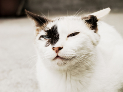 猫撮り散歩898