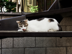猫撮り散歩1925