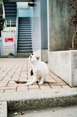 猫撮り散歩539