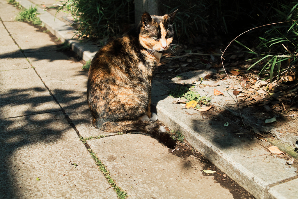猫撮り散歩526
