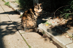 猫撮り散歩526