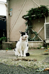 猫撮り散歩1341