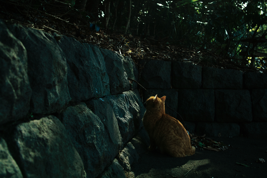 猫撮り散歩1349