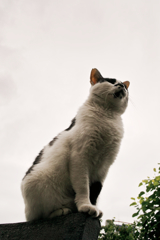 猫撮り散歩1465