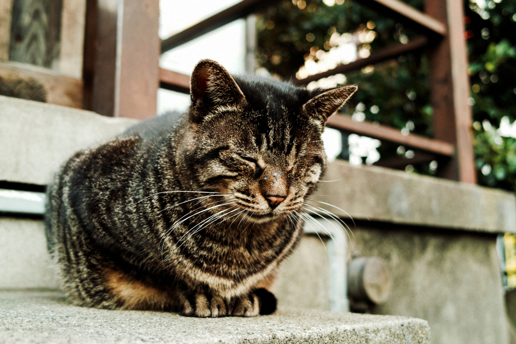 猫撮り散歩1747