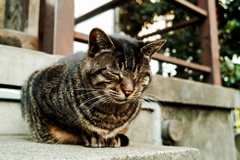 猫撮り散歩1747