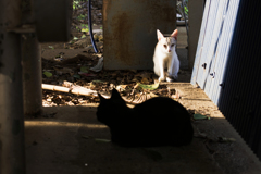 猫撮り散歩1531