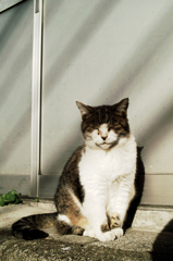 猫撮り散歩1016