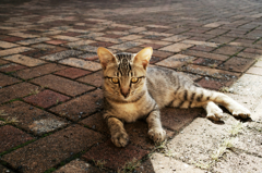猫撮り散歩1034