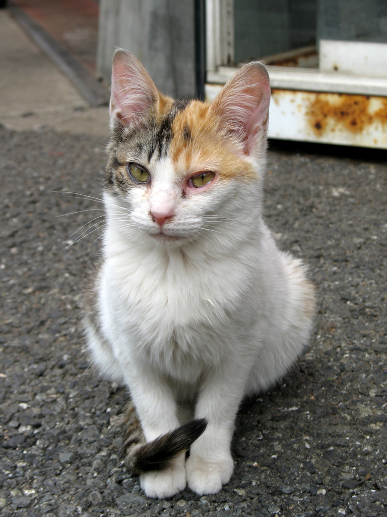 猫撮り散歩59