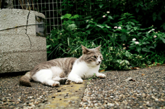 猫撮り散歩1078