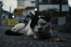 猫撮り散歩668