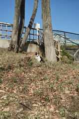 猫撮り散歩218