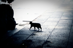 猫撮り散歩927