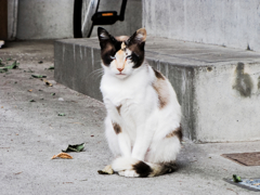 猫撮り散歩461