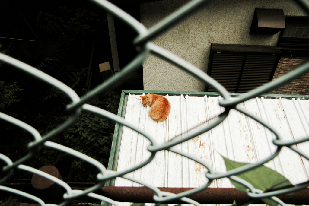 猫撮り散歩1670