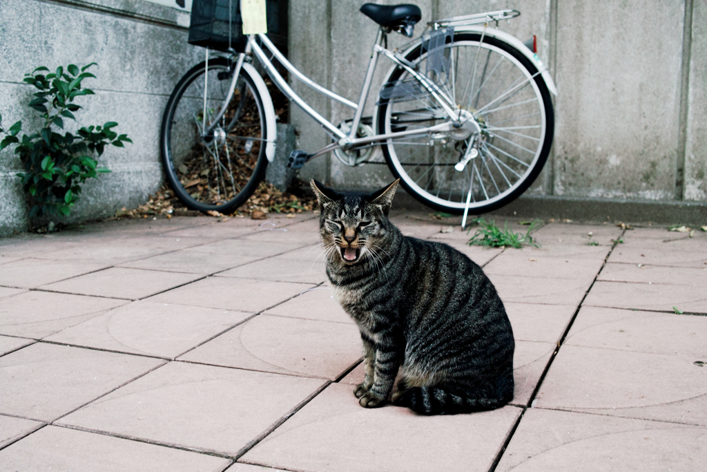 猫撮り散歩1198