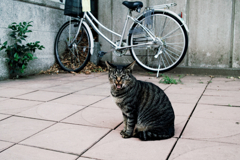 猫撮り散歩1198