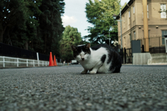 猫撮り散歩1343