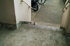 猫撮り散歩651