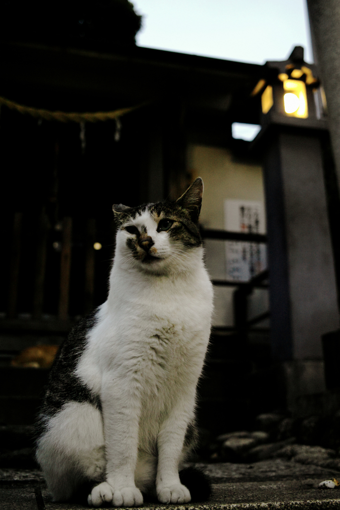 猫撮り散歩1175