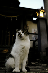 猫撮り散歩1175