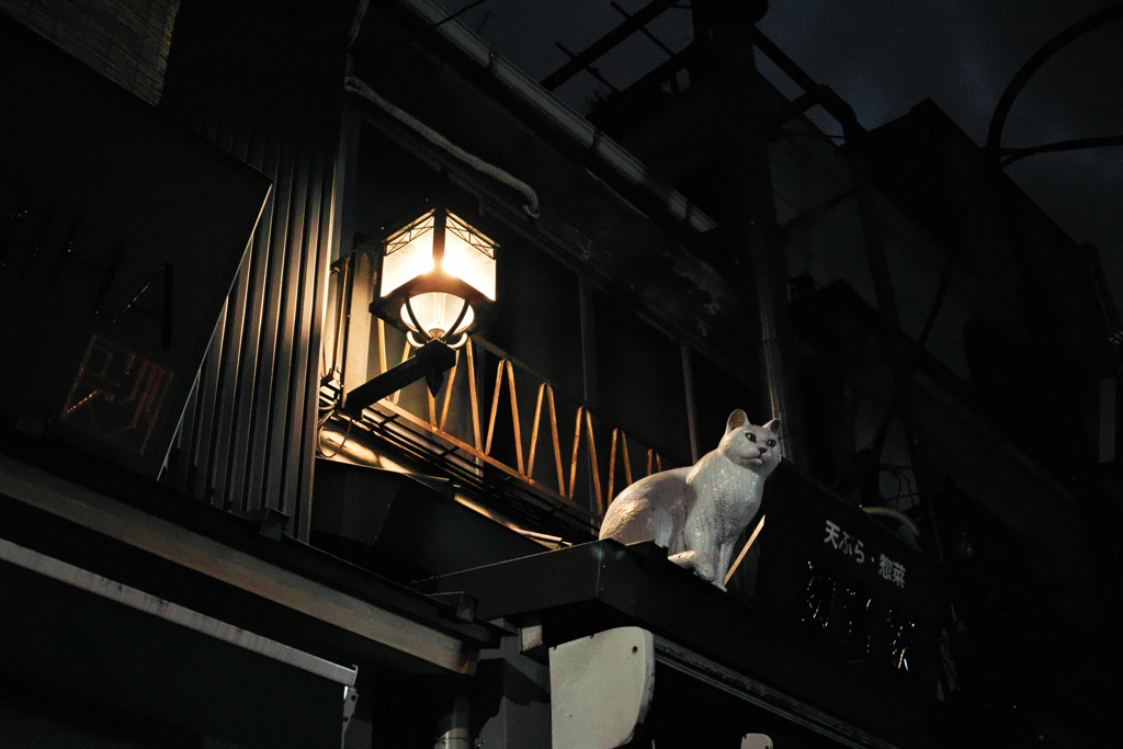 猫撮り散歩197Z