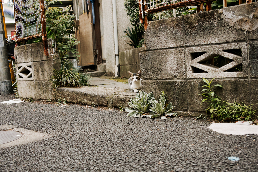 猫撮り散歩474