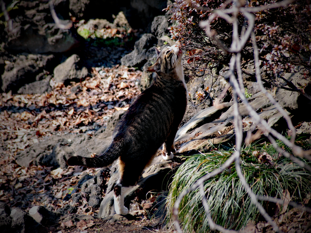 猫撮り散歩171