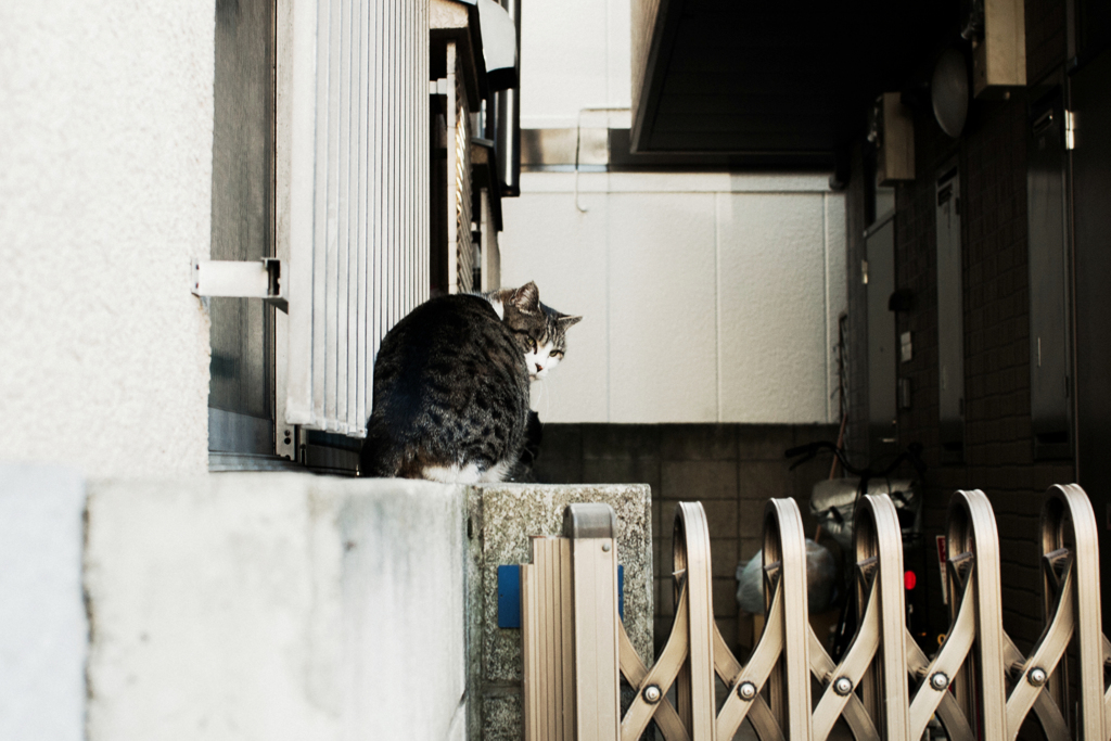 猫撮り散歩1821