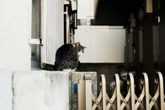 猫撮り散歩1821