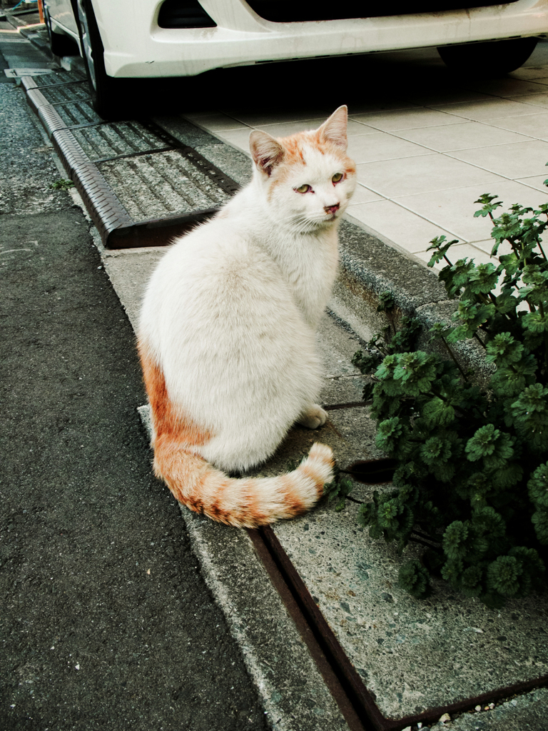 猫撮り散歩1827