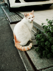 猫撮り散歩1827