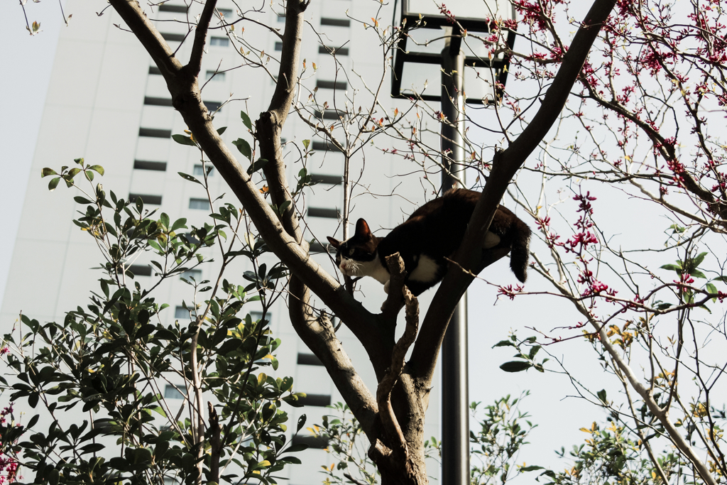 猫撮り散歩1136