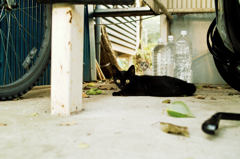 猫撮り散歩748