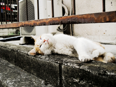 猫撮り散歩1031