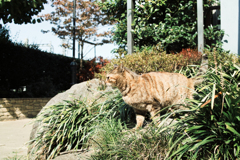 猫撮り散歩1906
