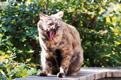 猫撮り散歩438