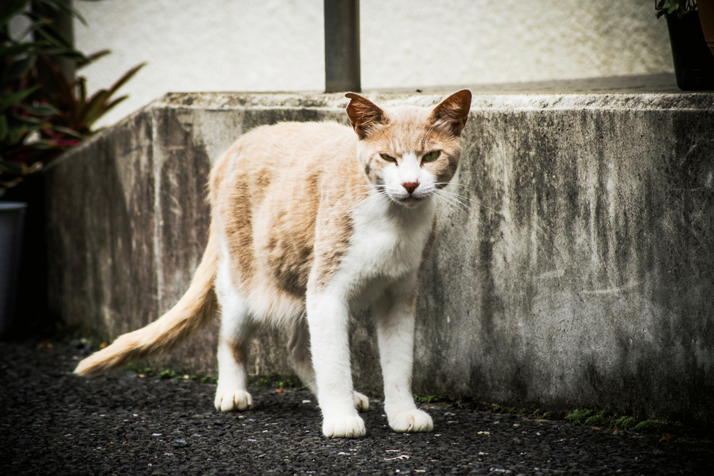 猫撮り散歩1716