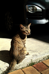 猫撮り散歩1214