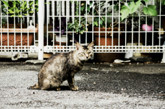 猫撮り散歩1233