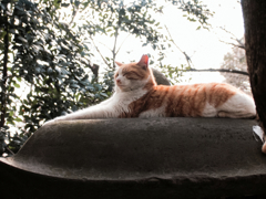 猫撮り散歩1438