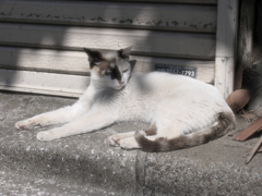 猫撮り散歩368